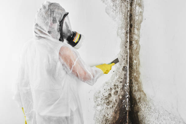 Best Bathroom Mold Remediation in Morgantown, MS