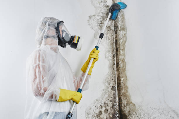 Best Residential Mold Remediation in Morgantown, MS