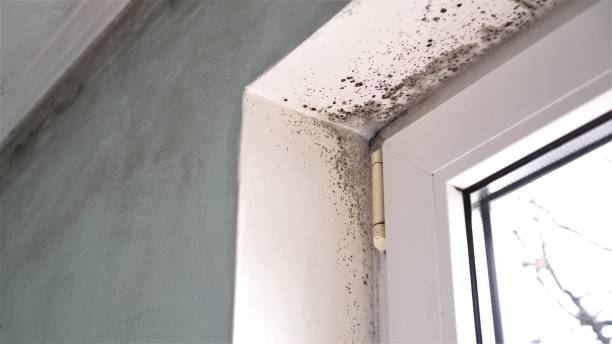 Best Industrial Mold Remediation in Morgantown, MS