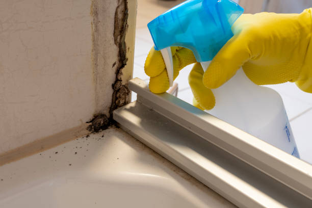 Best DIY Mold Remediation Support Services in Morgantown, MS