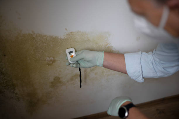 Best Localized Mold Remediation (e.g., coastal areas, humid climates) in Morgantown, MS