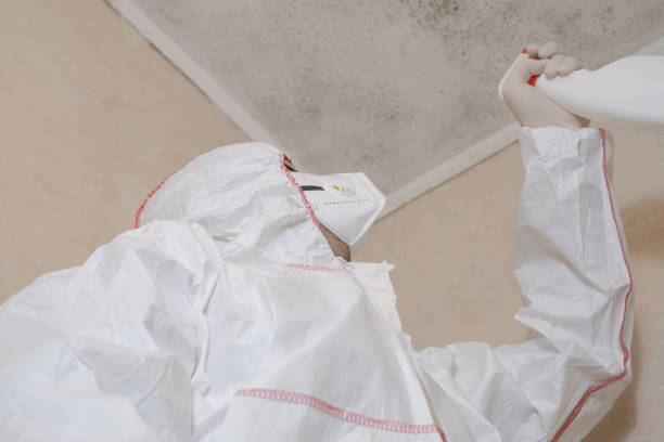 Best Bathroom Mold Remediation in Morgantown, MS