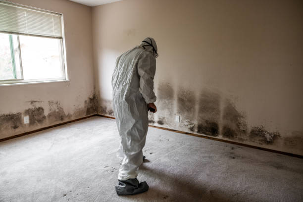 DIY Mold Remediation Support Services