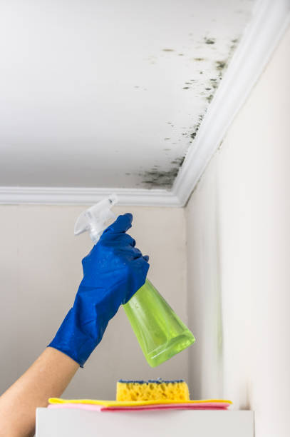 Best Commercial Mold Remediation in Morgantown, MS